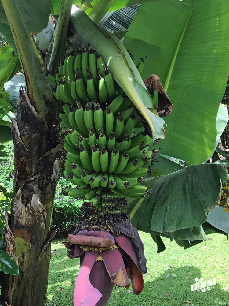 Bild einer Bananenstaude