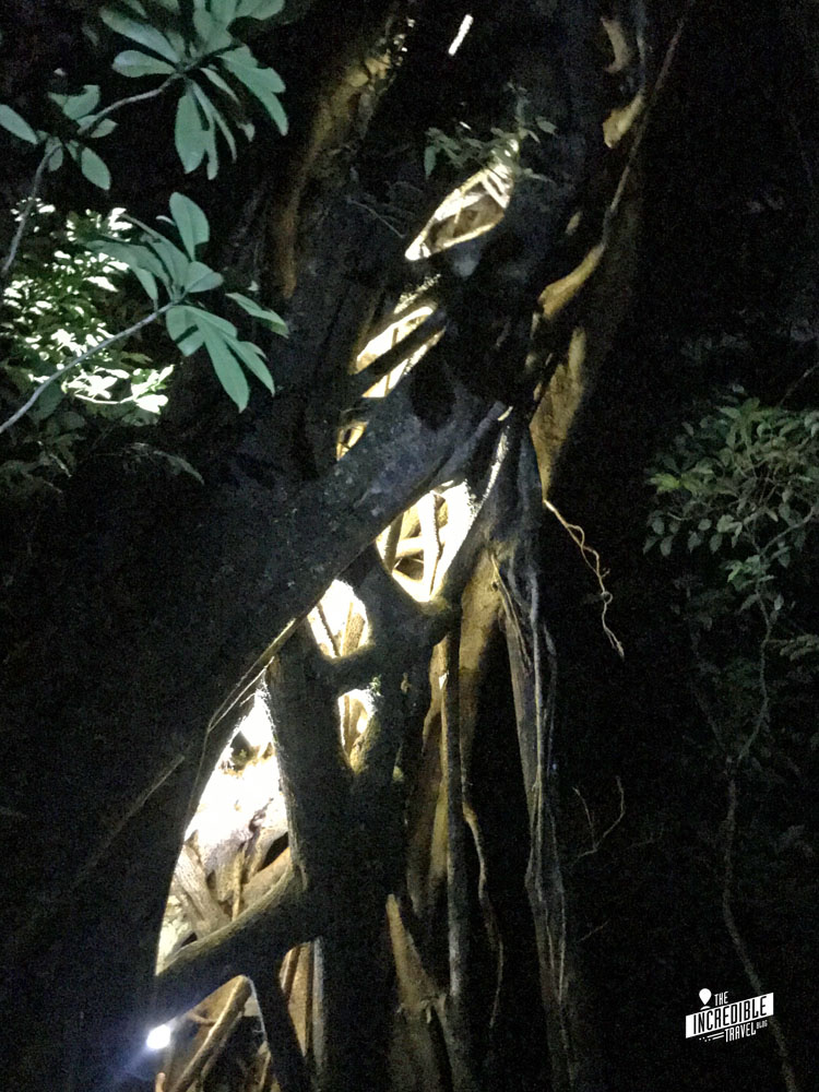 Von Wurzeln umwachsener Baum von innen beleuchtet