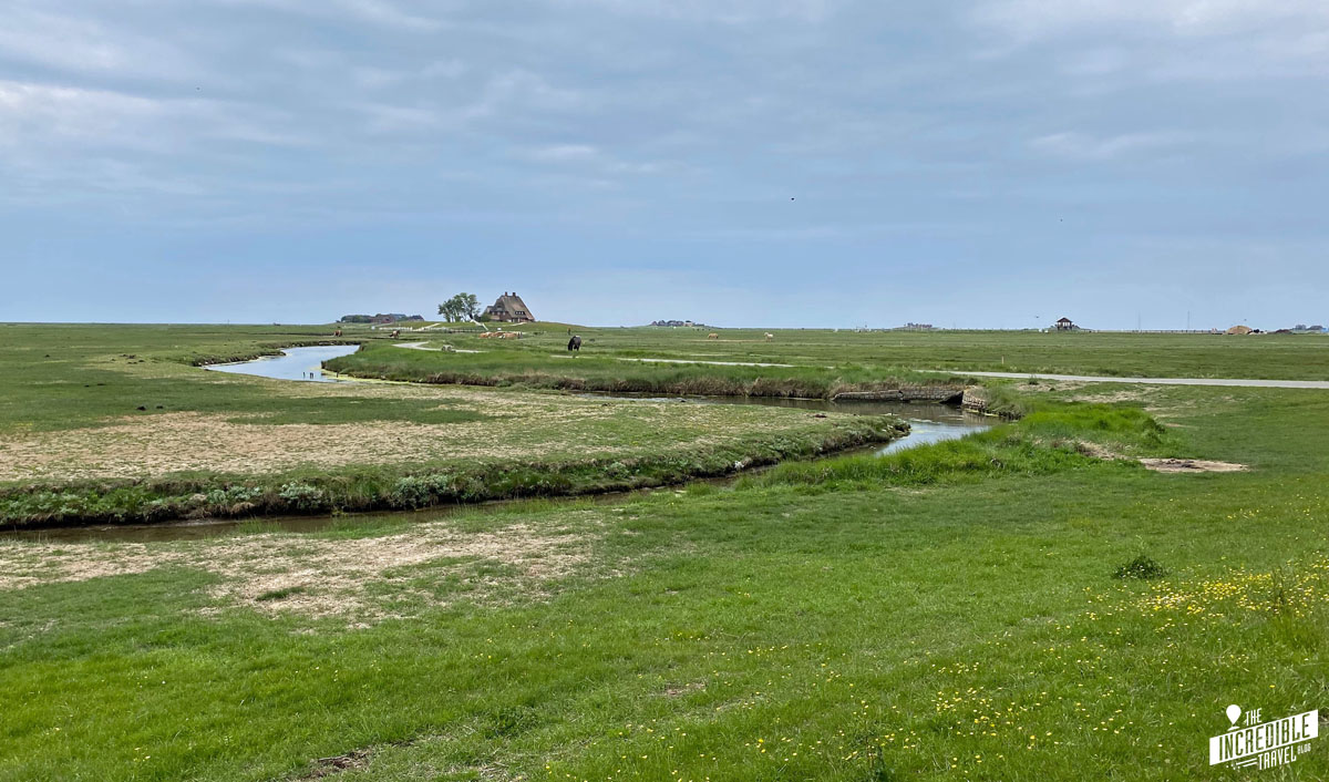 Kurztrip nach Amrum – Tag 3: Ausflug zur Hallig Hooge