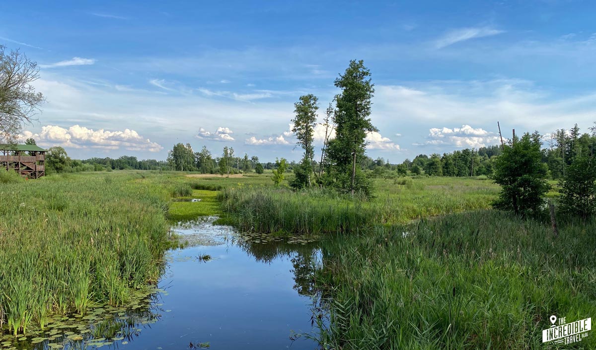 Der Białowieża Nationalpark eine Reise ans Ende Polens The