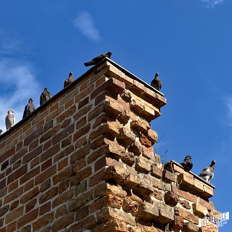 Mehrere Tauben auf einer Mauer