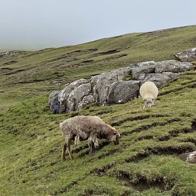 Zwei grasende Schafe