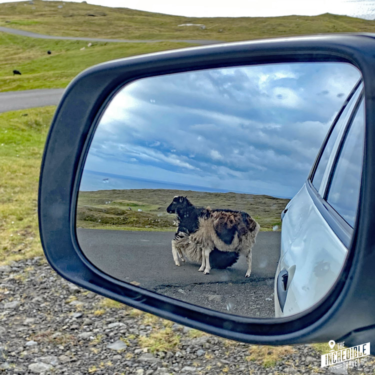 Blick in den Auto-Rückspiegel auf die Schafe