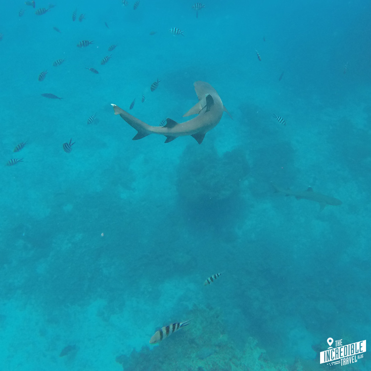 Unterwasseraufnahme eines vorbeischwimmenden Riffhais
