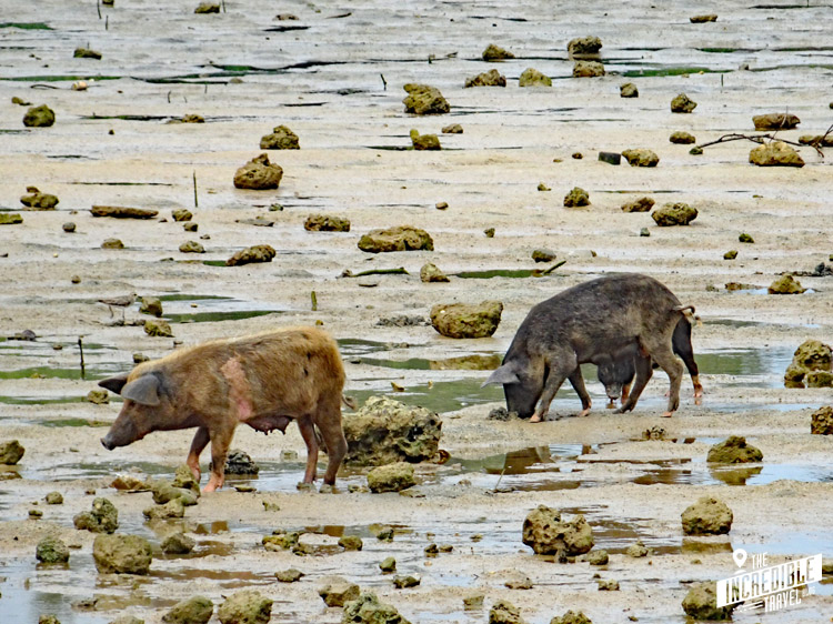 Schweine, die bei Ebbe den Meeresboden absuchen