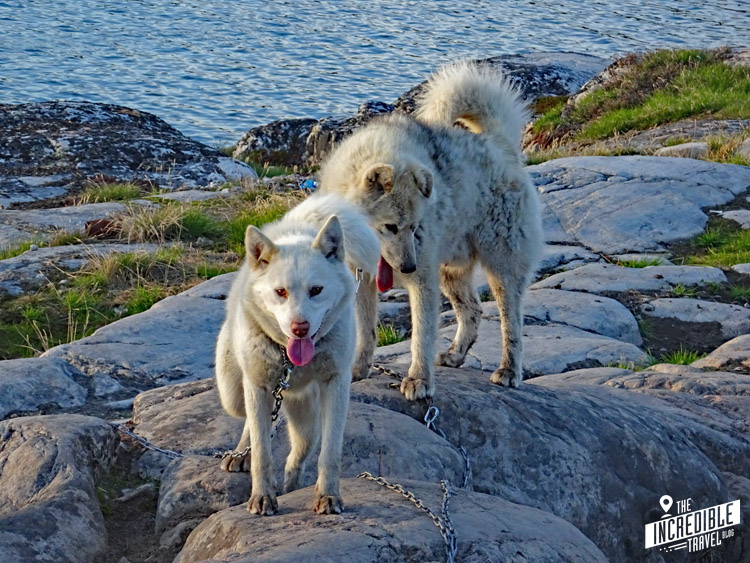 Zwei weiße Hunde auf den Felsen, im Hintergrund das Meer