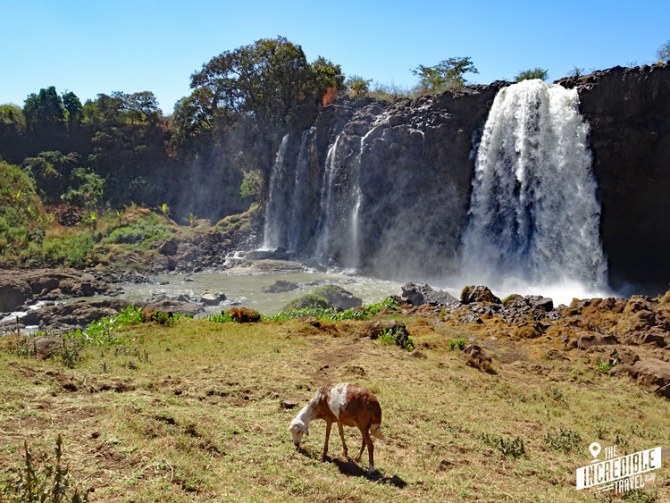 Grasendes Schaf vor dem Wasserfall