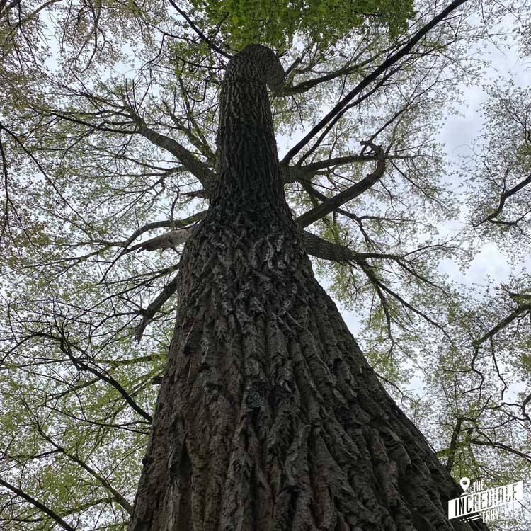 Baum von unten am Stamm entlang aufgenommen