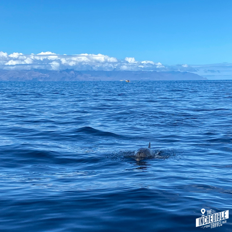 Auf das Boot zuschwimmender Delfin