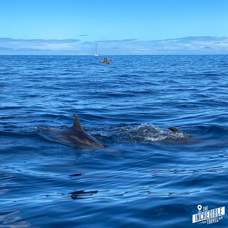 Zwei Delfine im Wasser, im Hintergrund ein Segelboot und Paddler