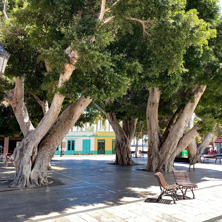 Alte Bäume und Sitzplätze auf einem Platz