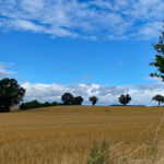 Getreidefeld mit Bäumen am Horizont