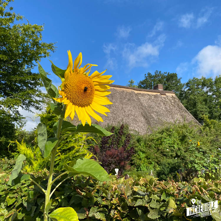 Sonnenblume vor Haus mit Reetdach