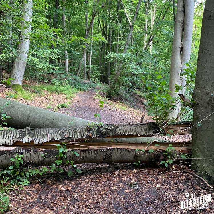 Umgestürzter Baum auf Waldweg
