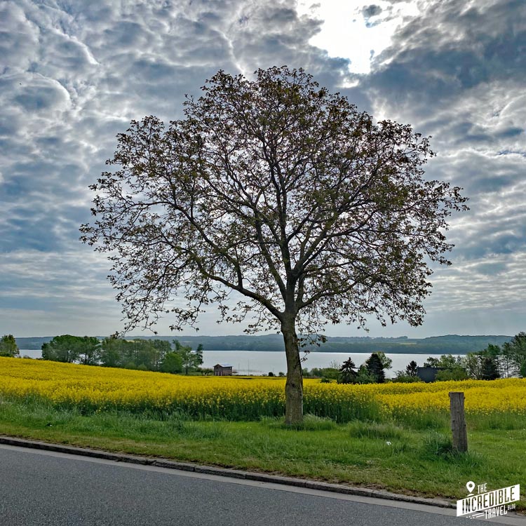 Baum am Straßenrand, im Hintergrund der See