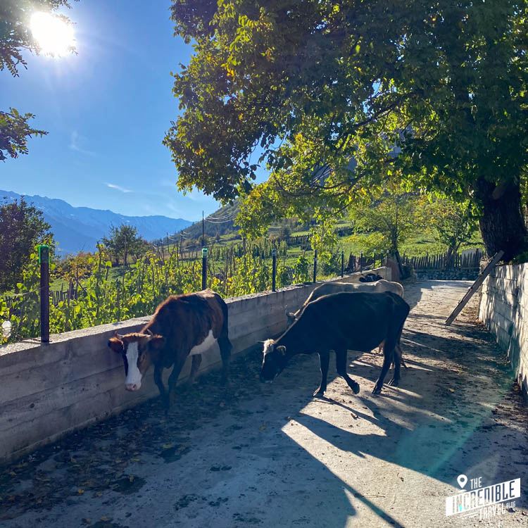Kühe auf der Straße in Mestia