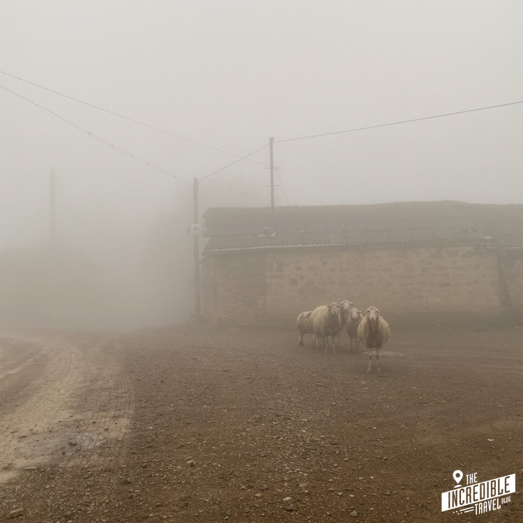 Schafe am Straßenrand im Nebel