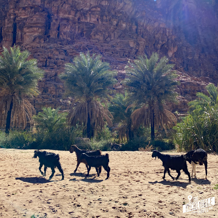 Ziegen laufen durch das Wadi Disah